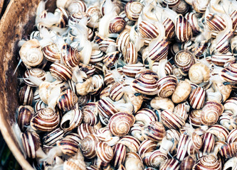 Raw snails alive for sale in the fish market Pescheria of Catania, Sicily, Italy.