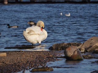 The white swan arranges the feathers on the river bank. flying ducks in the background