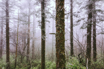 Fototapeta premium pine trees in fog on mountain