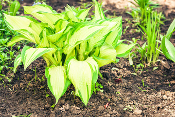 Hosta with green leaves texture background, plants in a garden.