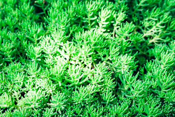 Sedum, succulent plant with green leaves texture background, plants in a garden.