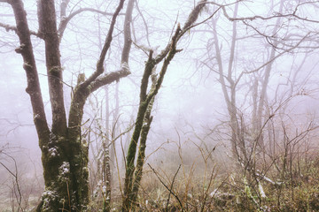 Fototapeta premium Trees in fog at park China