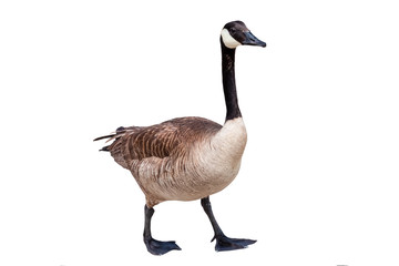 Canada goose cutout on a white background