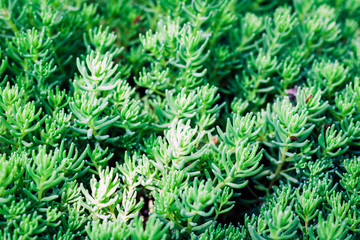 Sedum, succulent plant with green leaves texture background, plants in a garden.