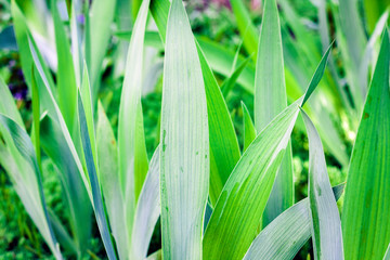 Fototapeta premium Flower Iris before blossom with green leaves texture background, plants in a garden.