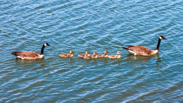 Canada Geese Swimming With Goslings In The Back Bay In Newport Beach California 