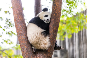 Fototapeta premium panda in zoo of Sichuan China