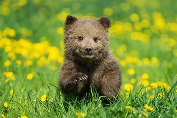 Poster Im Rahmen Brown bear cub playing on the summer field © byrdyak