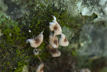 mushroom grow in damaged mold wall background texture close up