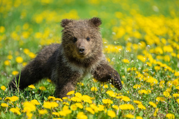 Brown bear cub playing on the summer field © byrdyak