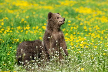 Fototapeta premium Brown bear cub playing on the summer field
