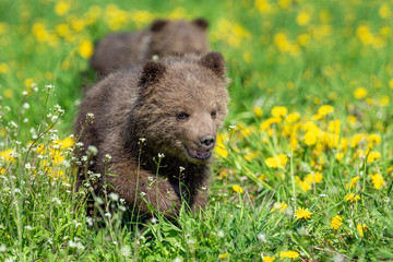 Brown bear cub playing on the summer field