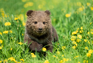 Brown bear cub playing on the summer field