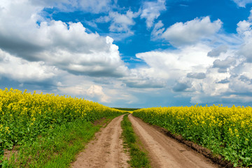 Road in rield of yellow rapeseed against and blue sky