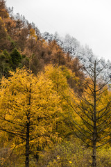Fototapeta premium fall in mountain of China