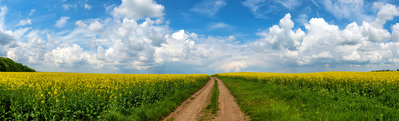 Fototapeta na wymiar Road in rield of yellow rapeseed against and blue sky