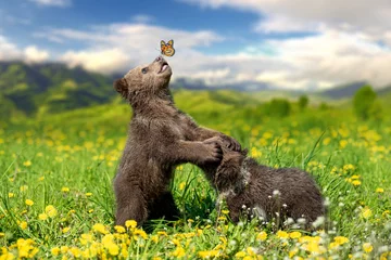 Fotobehang Beer Brown bear cub playing on the summer mountain with butterfly  © byrdyak