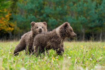 Fototapety  Two brown bear cub playing on the summer field