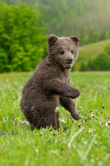 Brown bear cub playing on the summer field