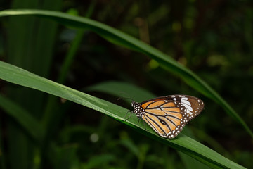 orange monarch butterfly hanging on branch