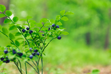 Shrubs with blueberry fruits in the forest