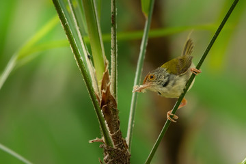 Bird building their nest in breeding period..Common tailorbird collecting white fiber from lady palm in bill perching on branch with natural green blurred background..