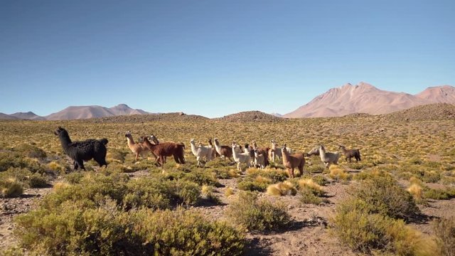 Group of beautiful Llamas in the highlands of Atacama Desert, Chile, South America