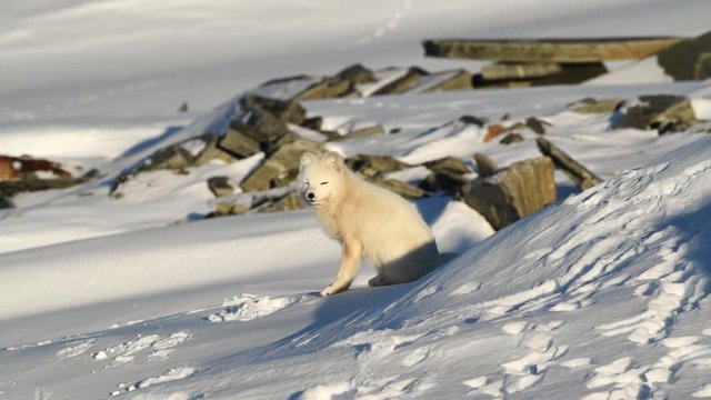 Artic Fox sitting outside its cave in the sun turning its head towards the camera. Static scene.Snow surroundings