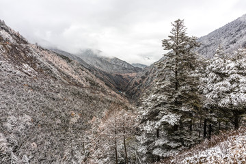 Fototapeta na wymiar frozen trees in mountain of China