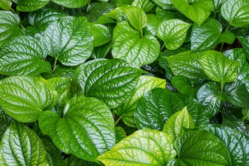 Green betel in the garden.