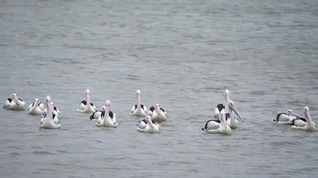 A group of Pelicans in slow motion