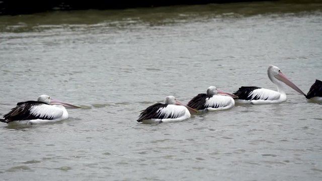 A group of Pelicans floating in slow motion