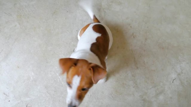 Cute Jack Russel puppy inquisitively looking up at camera wagging its tail