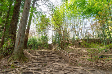 Obraz premium 【岩手平泉】中尊寺大長寿院への小径