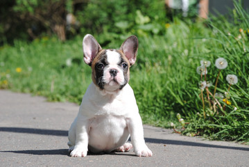 French bulldog on the street