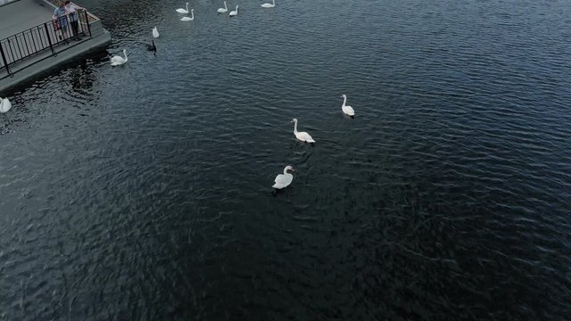White swans on the water. Aerial shooting