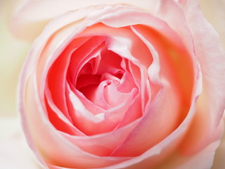 Fototapeta na wymiar ピンクのバラの花びら