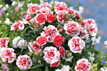 カーネーション