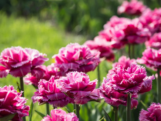 Pink varietal tulips background. Beautiful tulips.