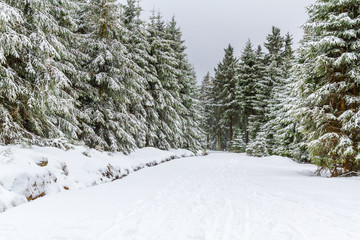 Nationalpark Harz der Oderteich im Winter