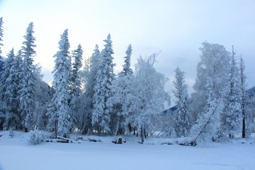 trees in the snow