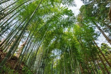 Fototapeta na wymiar 【岩手平泉】中尊寺白山神社への竹林の小径