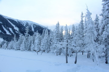 Fototapeta na wymiar snowy trees