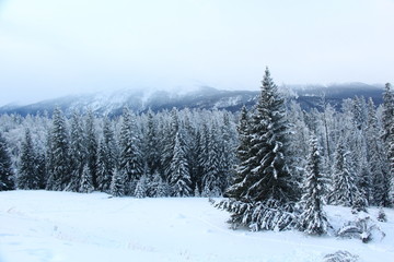 Fototapeta premium winter landscape with trees and snow
