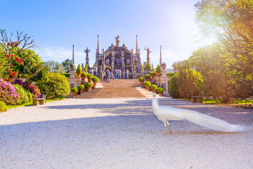 Beautiful Isola Bella island with flower garden, white peacocks and baroque statues, Lake Maggiore, Stresa, Italy.