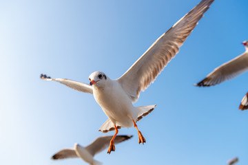 Seagull Birds is Flying in The Sky at Sunset. Natural Seabird, Animal and Wildlife.
