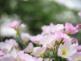 ヒルザキツキミソウ　春の花　月見草