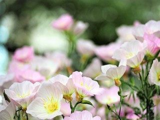 ヒルザキツキミソウ　春の花　月見草