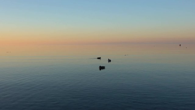 Enten im Sonnenuntergang
