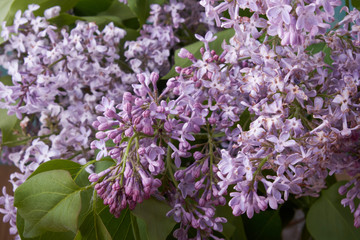 bouquet of lilac in a vase on the table flowers